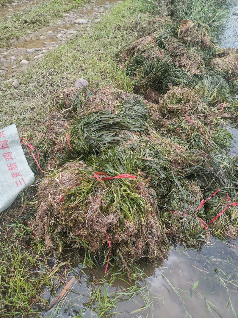强大的团队，有需要老板联系