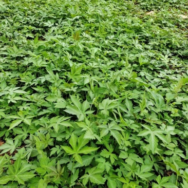 甜茶苗，覆盆子苗