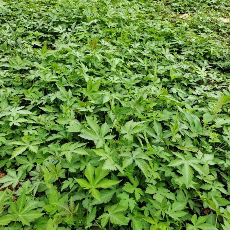 甜茶苗，覆盆子苗