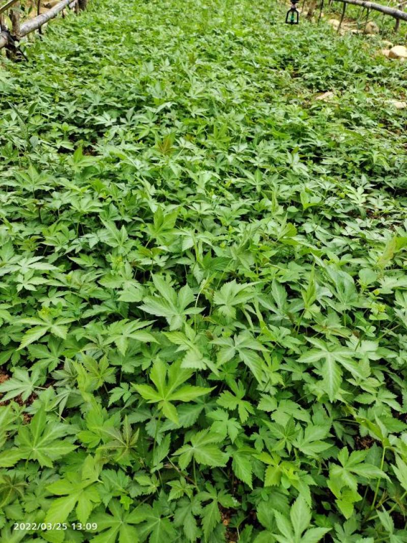 甜茶苗，覆盆子苗