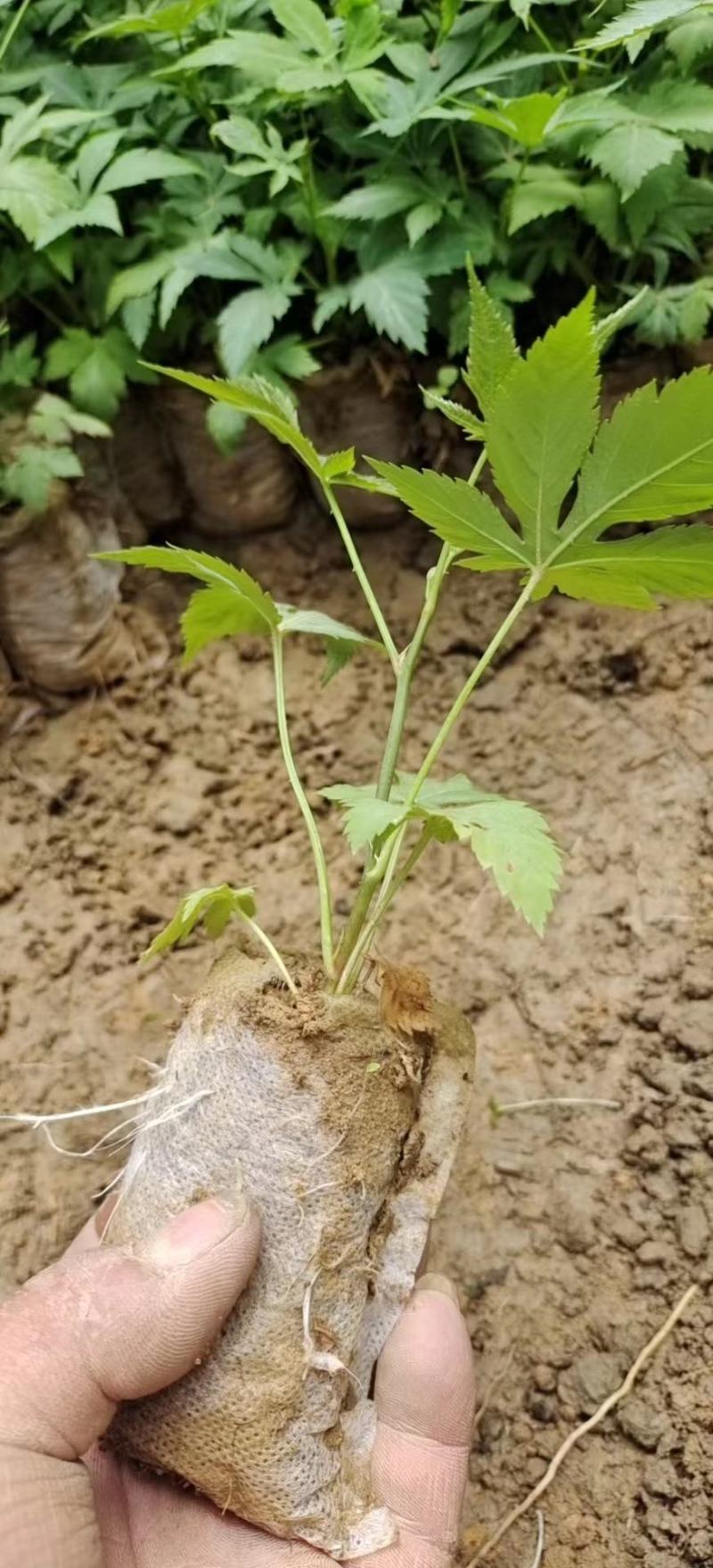 甜茶苗，覆盆子苗