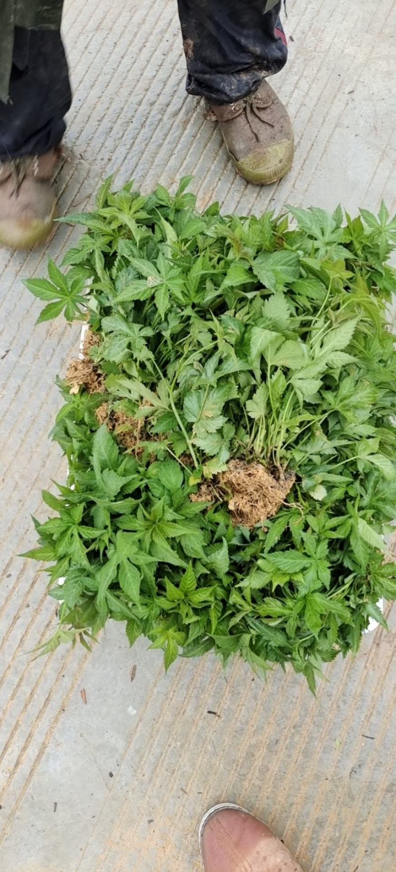 甜茶苗，覆盆子苗