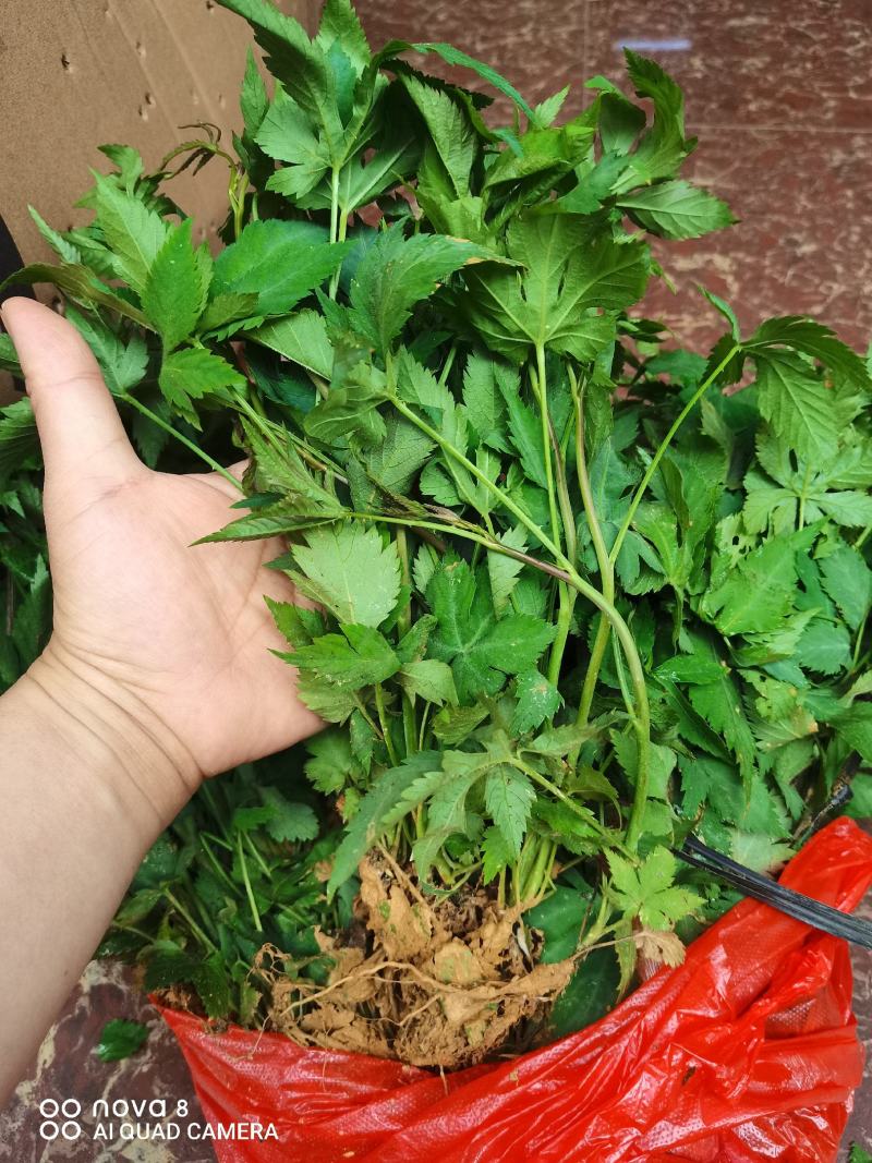 甜茶苗，覆盆子苗