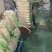 【推荐】湖北白萝卜清脆入口化渣价格美丽质量有保证欢迎咨询