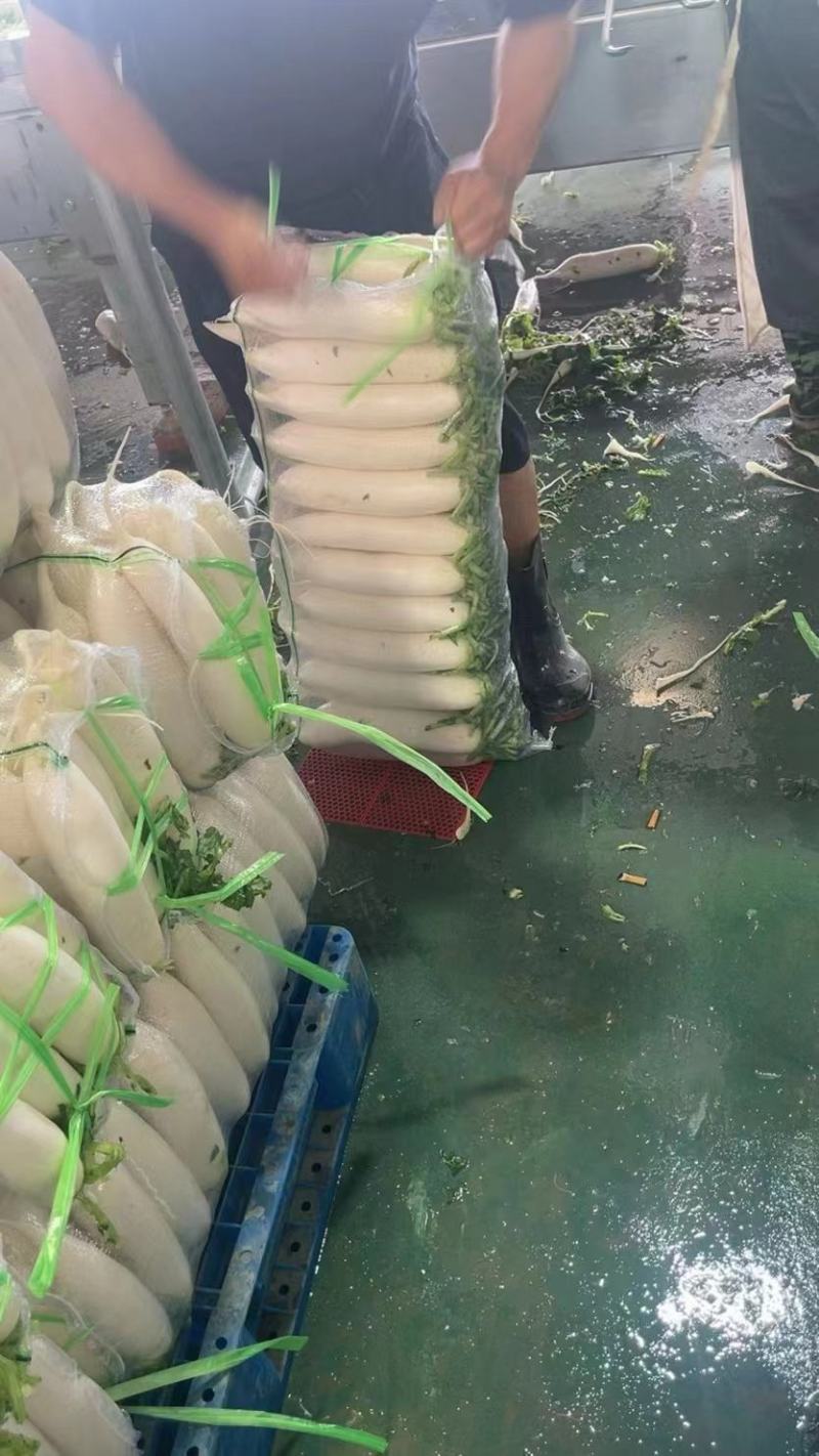 【推荐】湖北白萝卜清脆入口化渣价格美丽质量有保证欢迎咨询