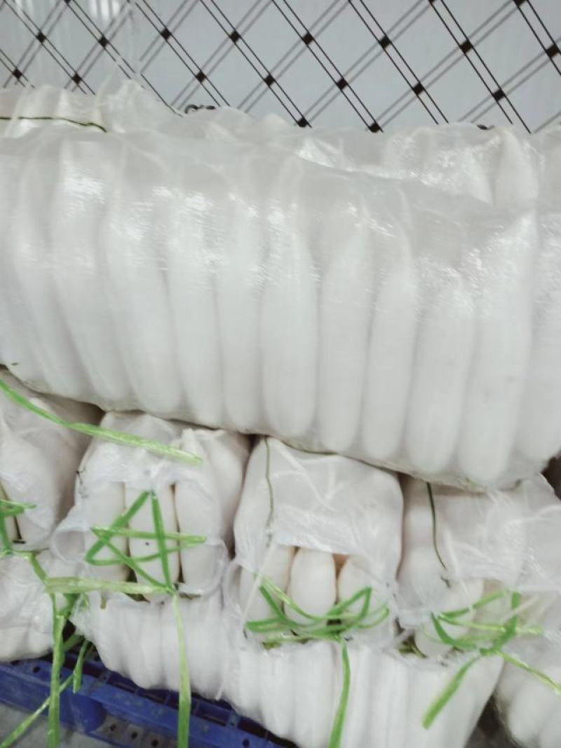 【推荐】湖北白萝卜清脆入口化渣价格美丽质量有保证欢迎咨询