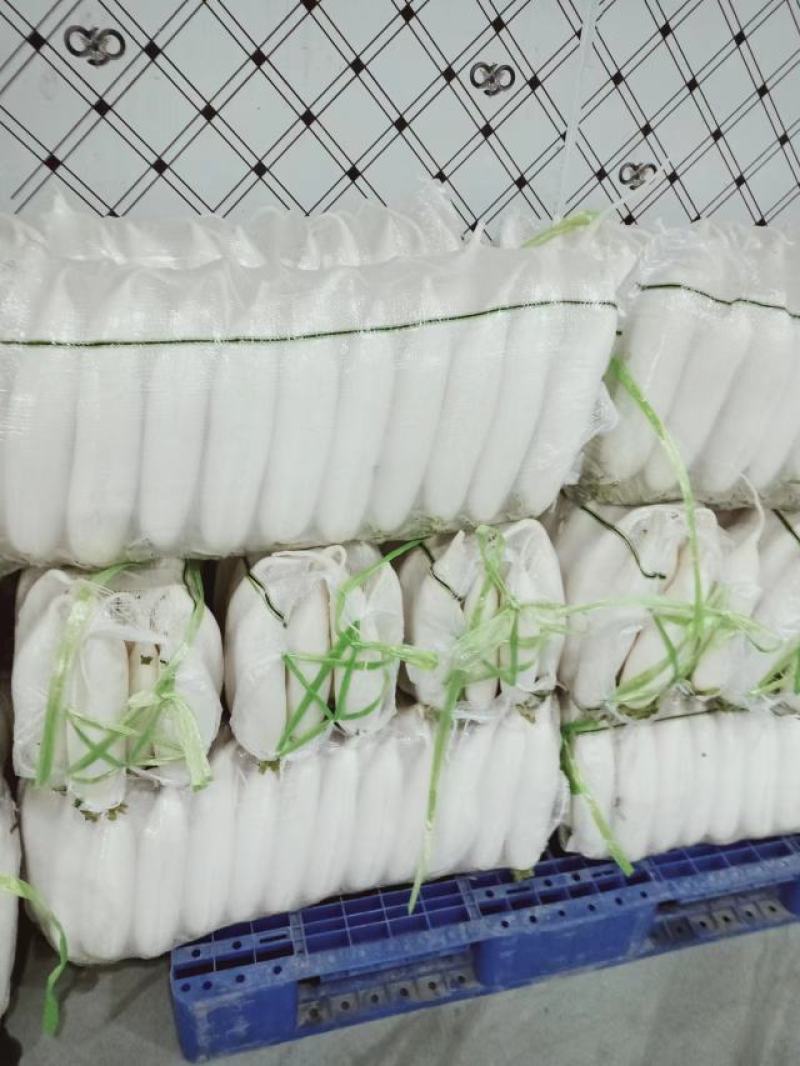 【推荐】湖北白萝卜清脆入口化渣价格美丽质量有保证欢迎咨询