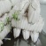 【推荐】湖北白萝卜清脆入口化渣价格美丽质量有保证欢迎咨询