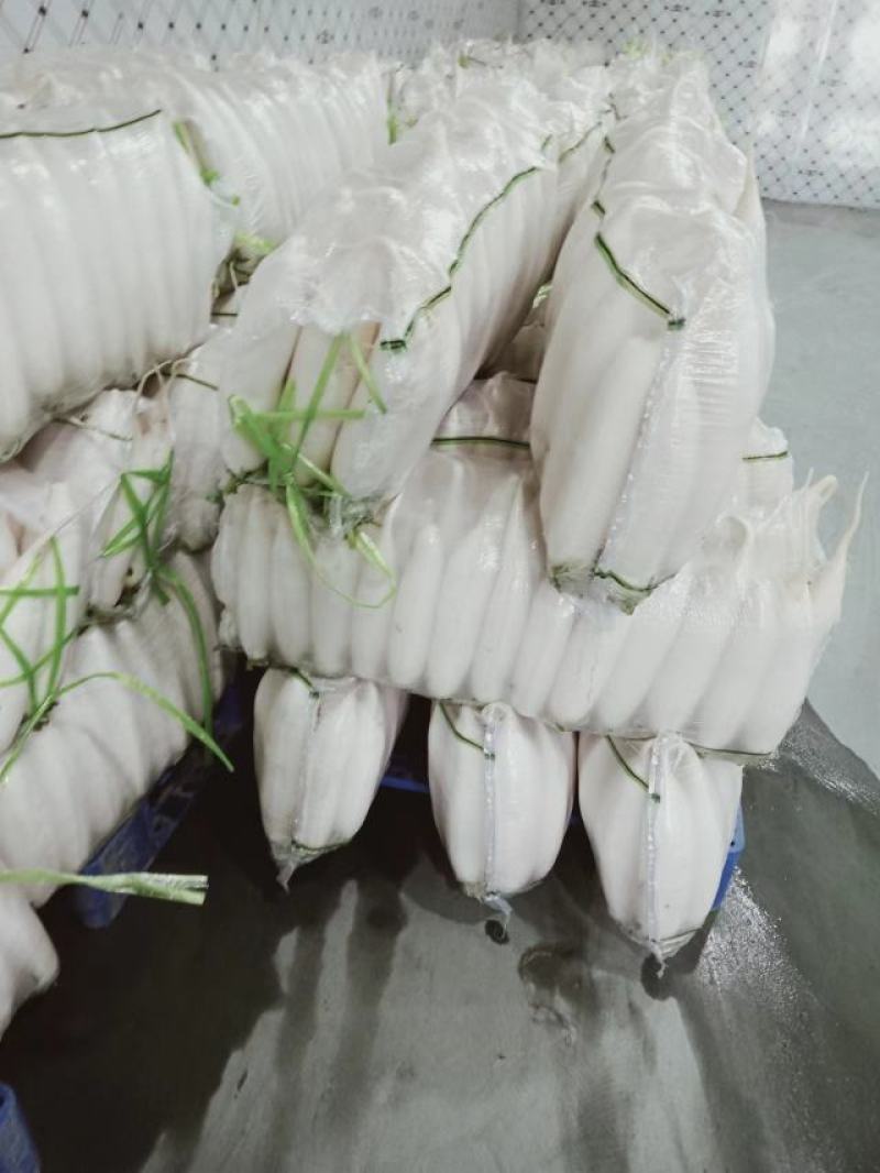 【推荐】湖北白萝卜清脆入口化渣价格美丽质量有保证欢迎咨询