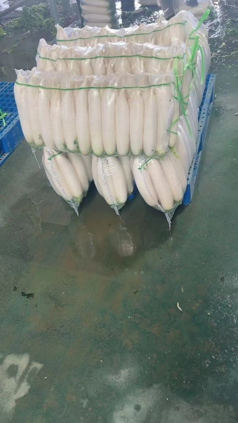 【推荐】湖北白萝卜清脆入口化渣价格美丽质量有保证欢迎咨询