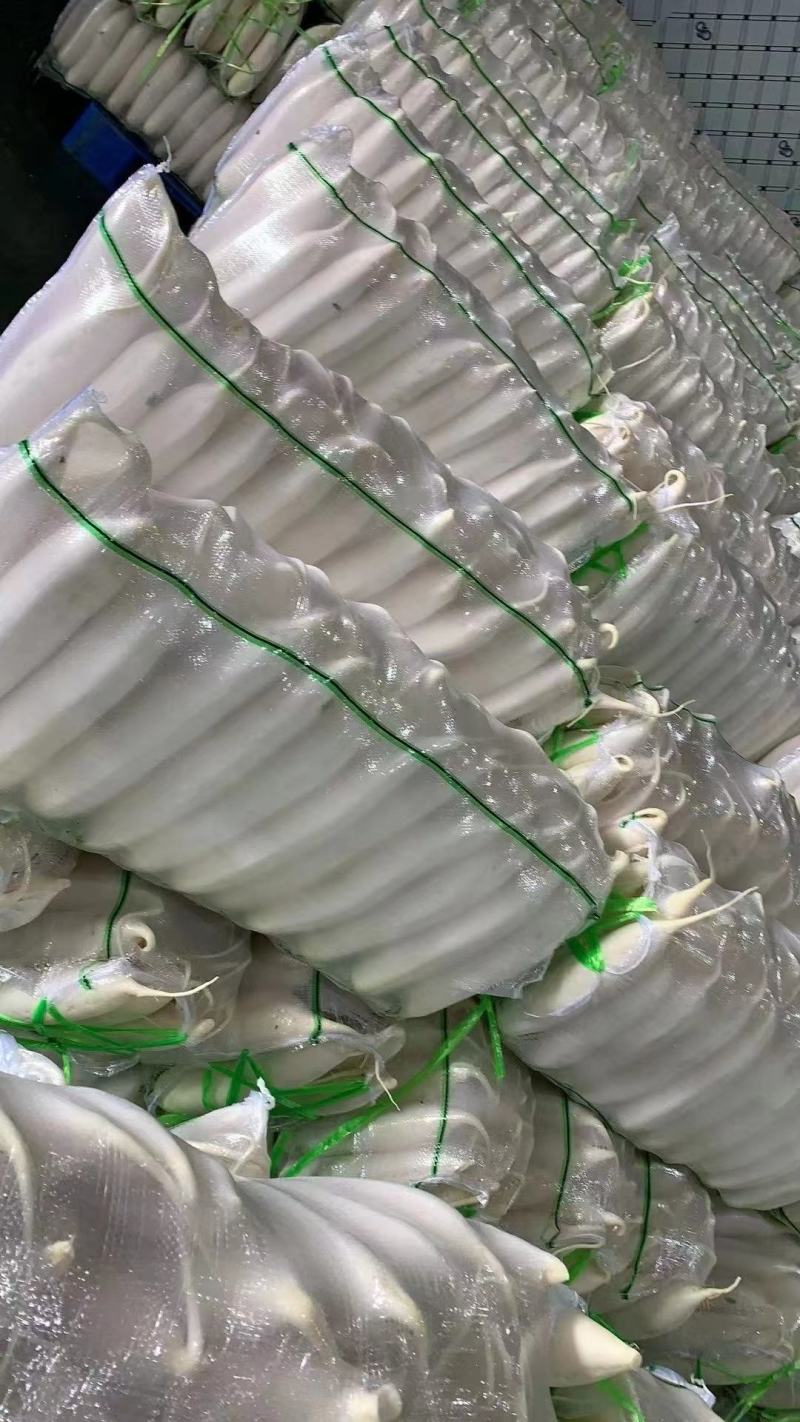 【推荐】湖北白萝卜清脆入口化渣价格美丽质量有保证欢迎咨询