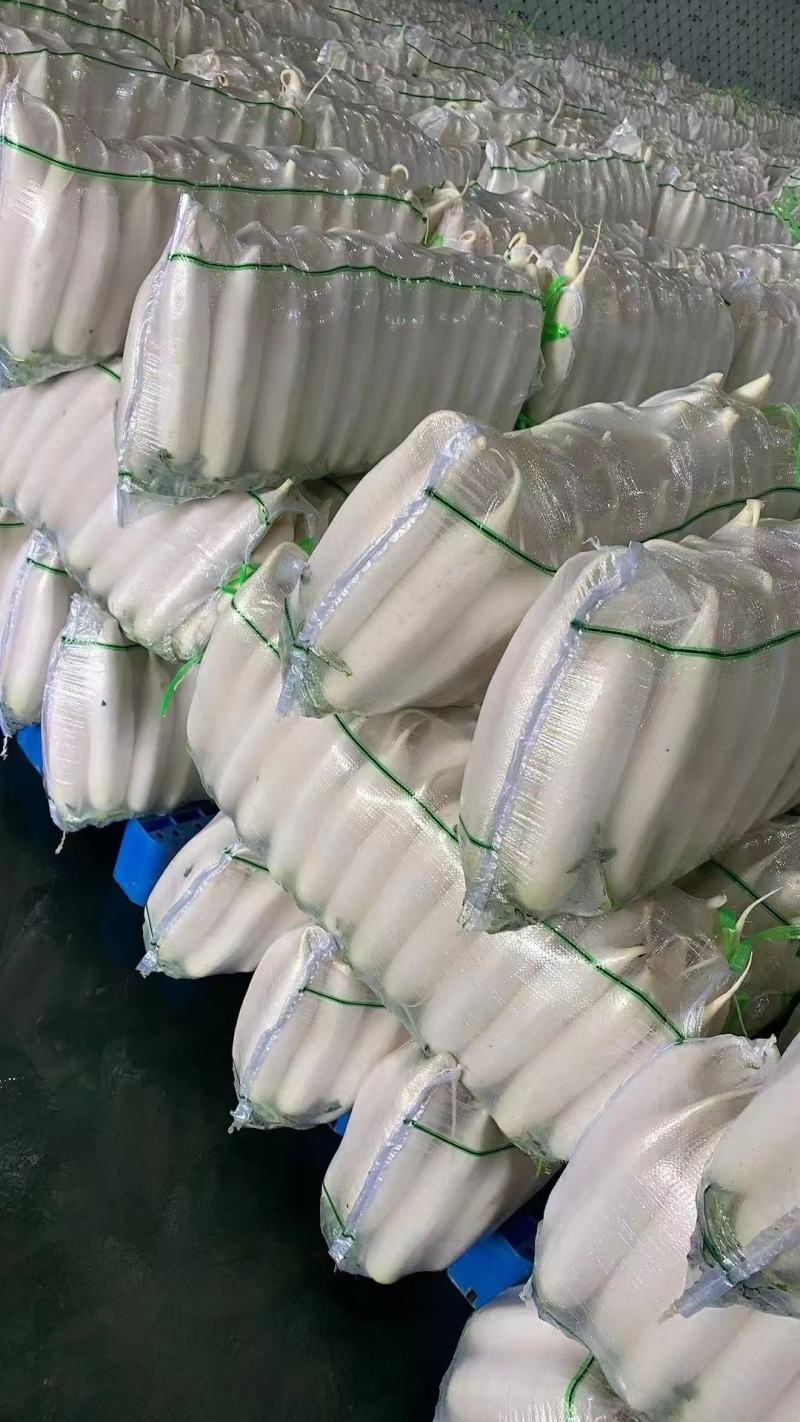 【推荐】湖北白萝卜清脆入口化渣价格美丽质量有保证欢迎咨询