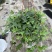 165#常春藤基地大量生产量大私聊