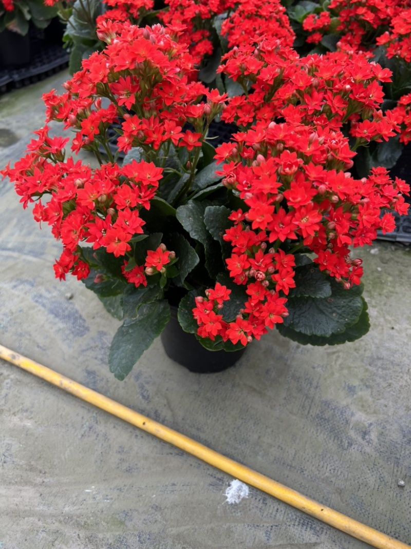 长寿花基地大量生产量大私聊