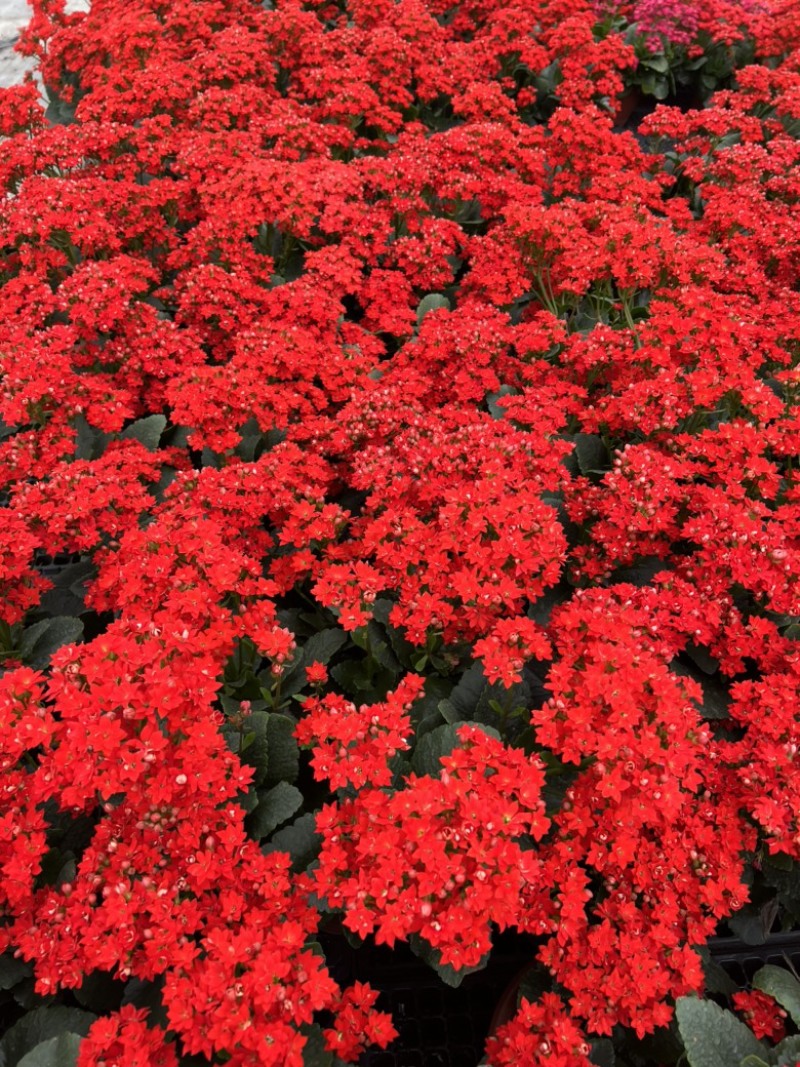 长寿花基地大量生产量大私聊