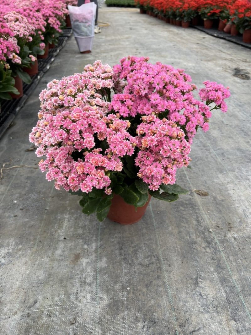 长寿花基地大量生产量大私聊