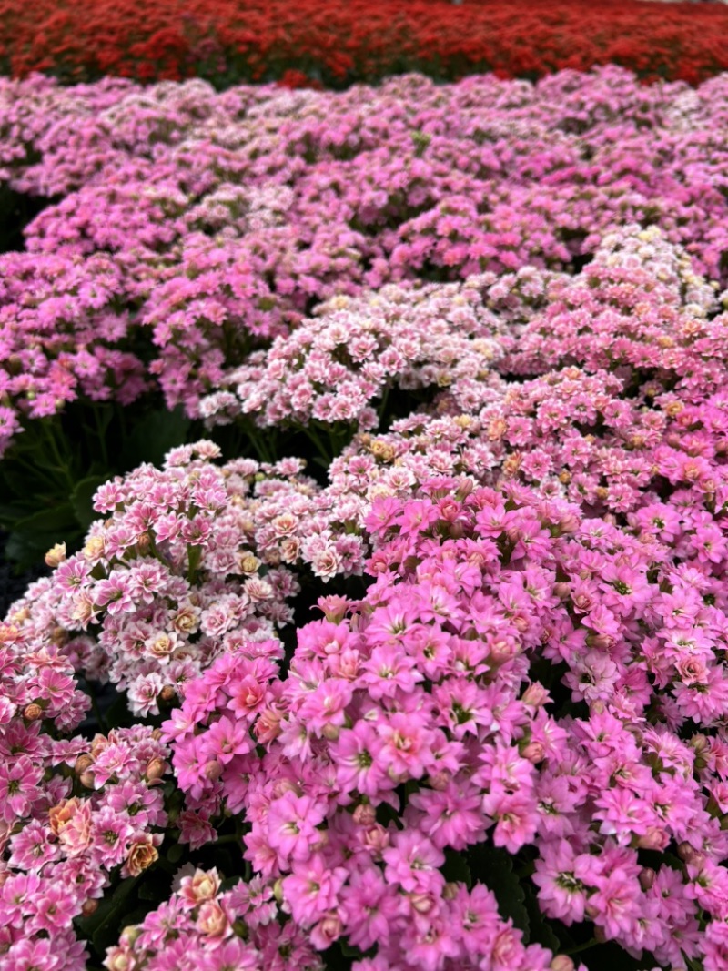 长寿花基地大量生产量大私聊