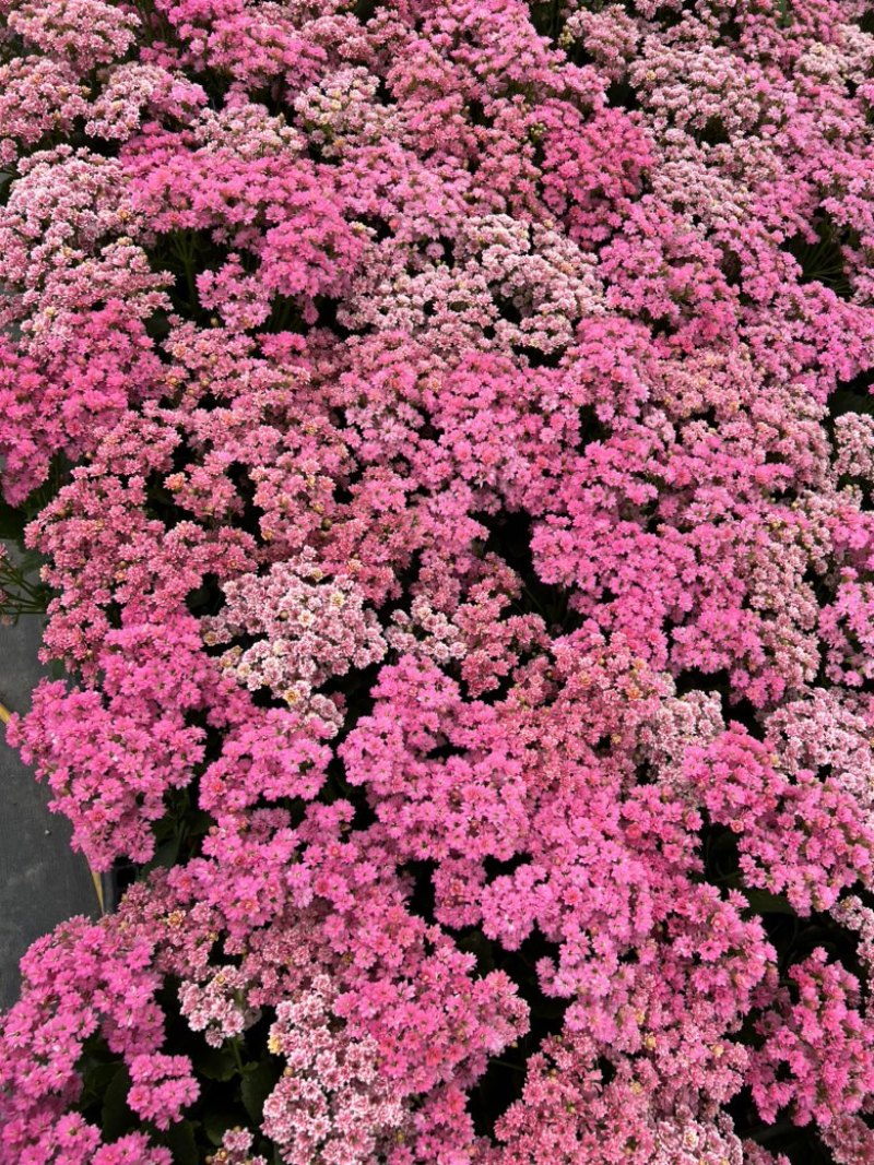 长寿花基地大量生产量大私聊