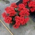 长寿花基地大量生产量大私聊