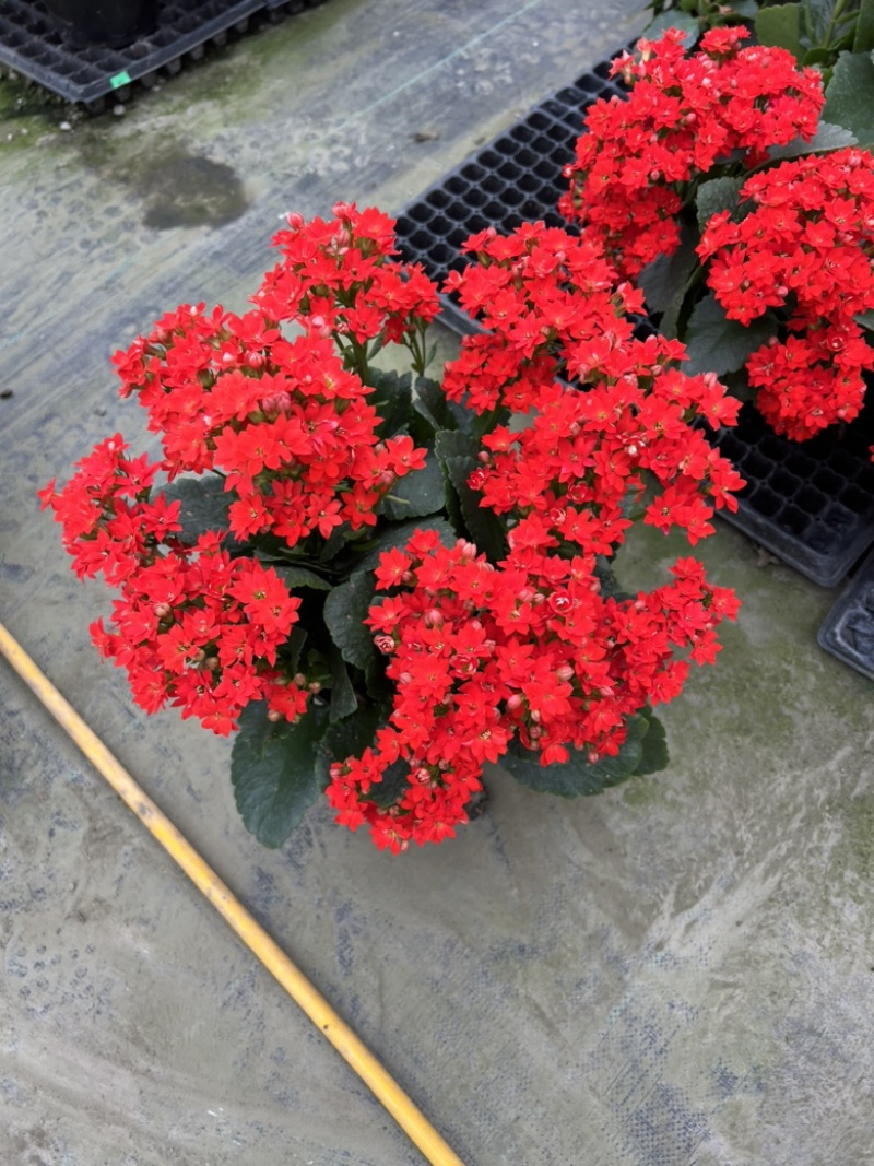 长寿花基地大量生产量大私聊