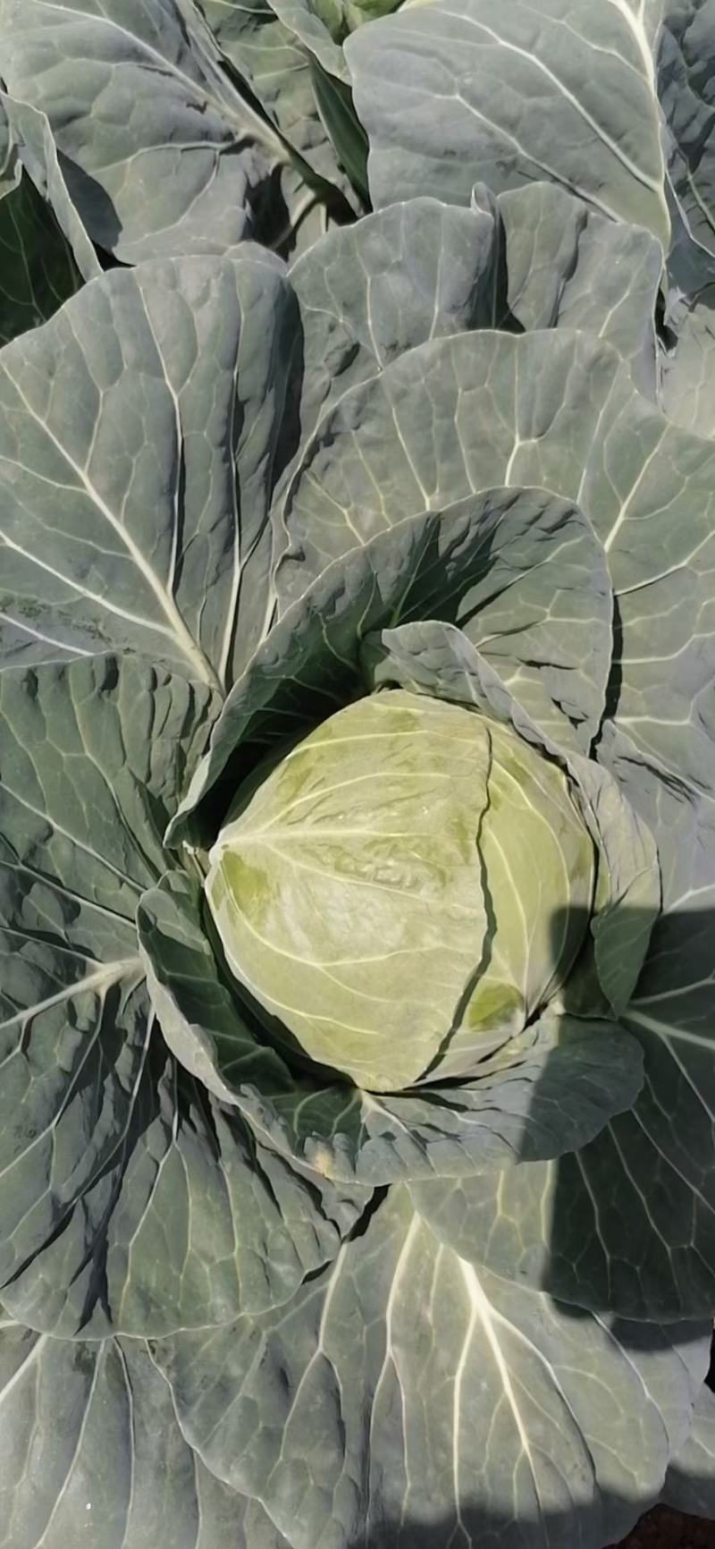 量大货源充足
