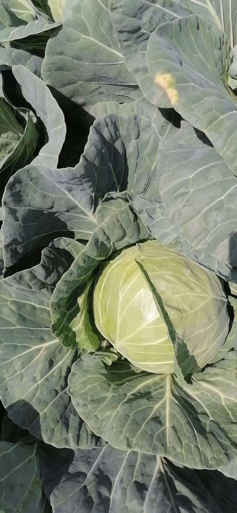 量大货源充足