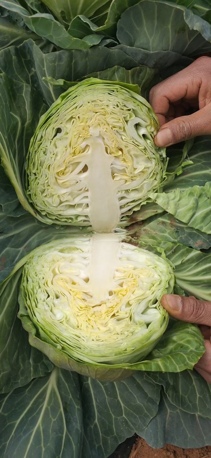 量大货源充足