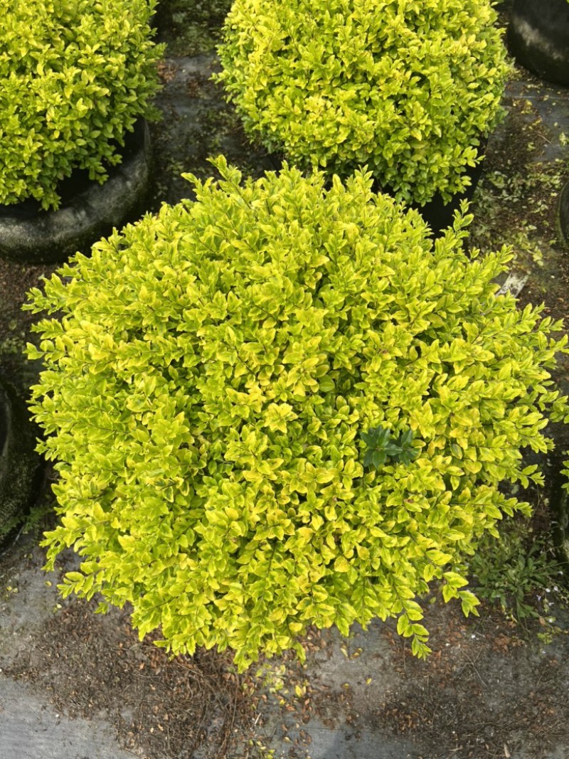 亮金女贞球基地大量生产量大私聊