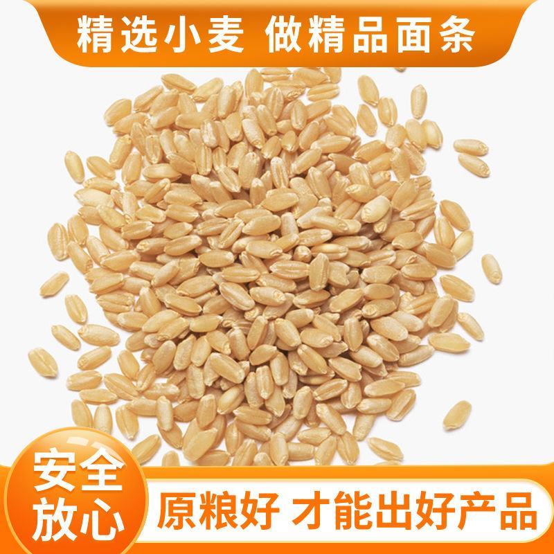 【正宗原装】面条批发整箱鸡蛋挂面全麦面条粗粮仿手工面挂面