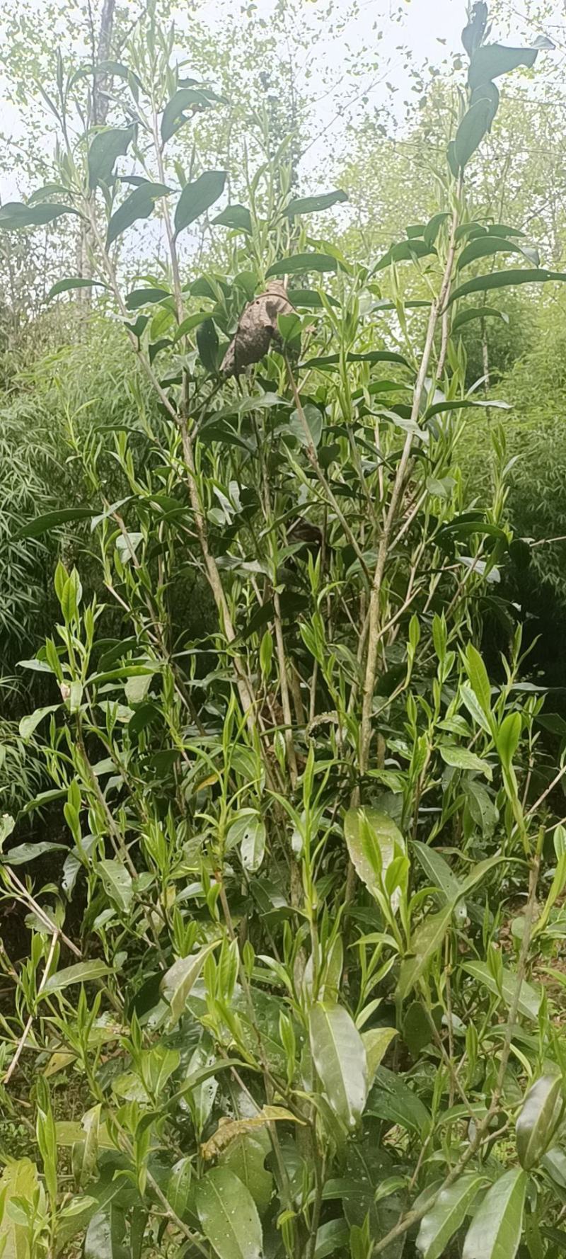 手工古树茶