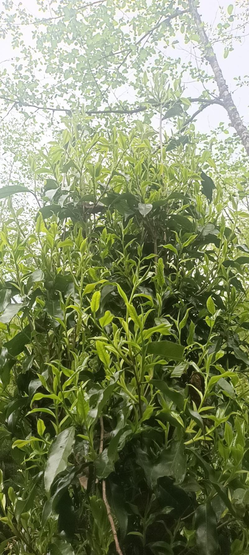 手工古树茶