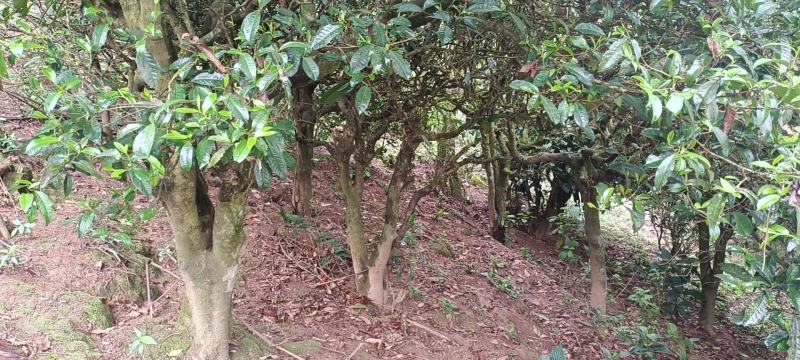 手工古树茶