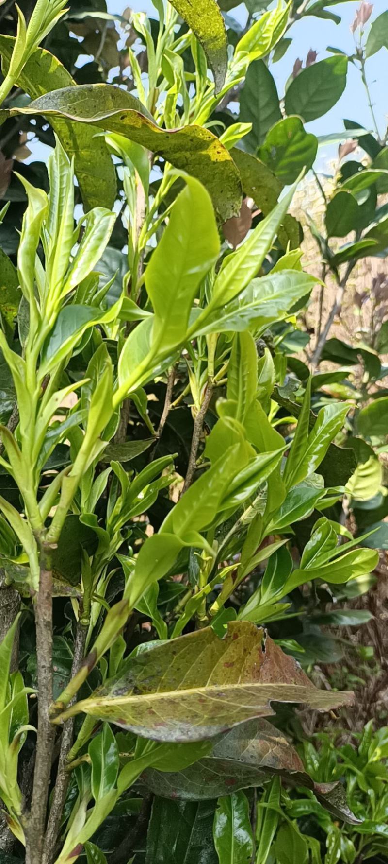 手工古树茶