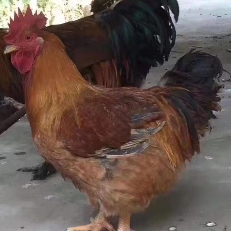k9肉鸡成品鸡