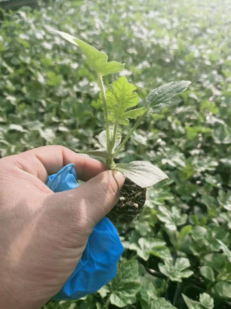 西农8号西瓜苗嫁接西瓜苗露天西瓜苗品种全