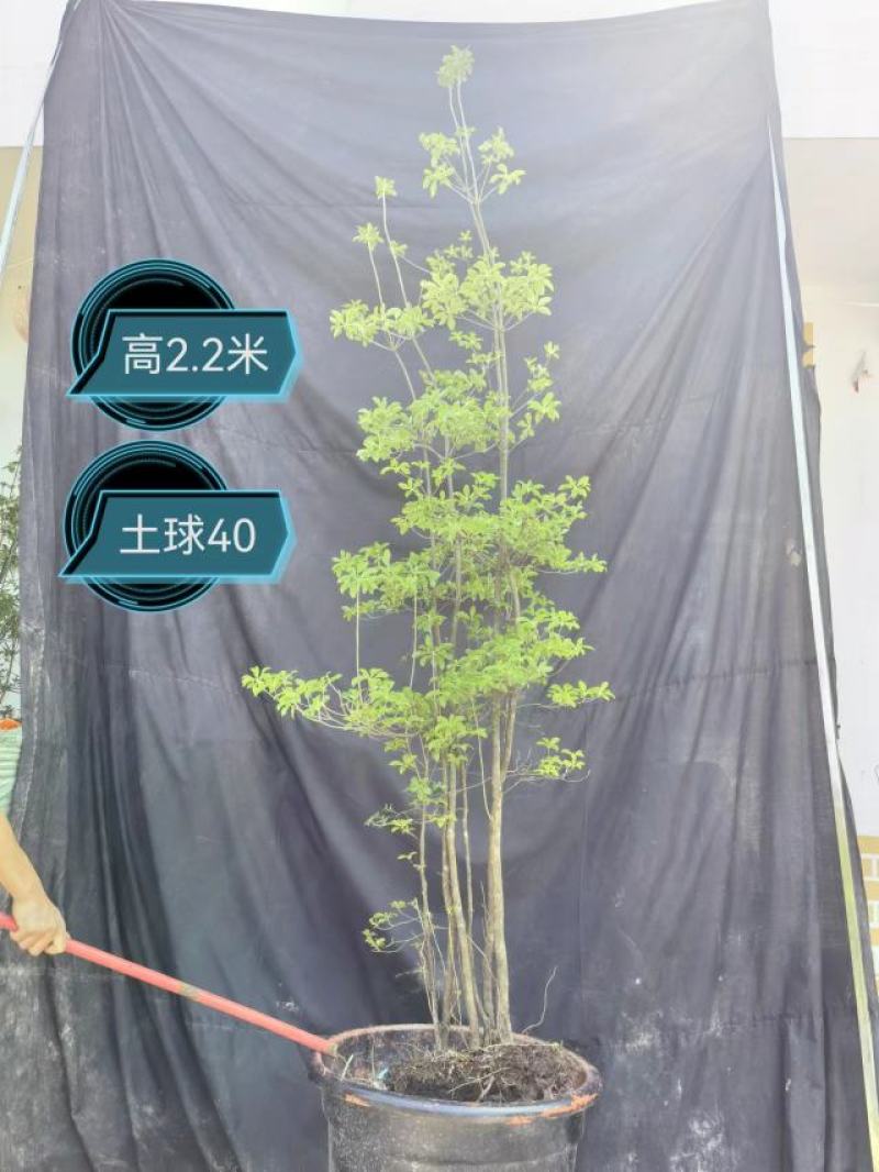 灯台树
