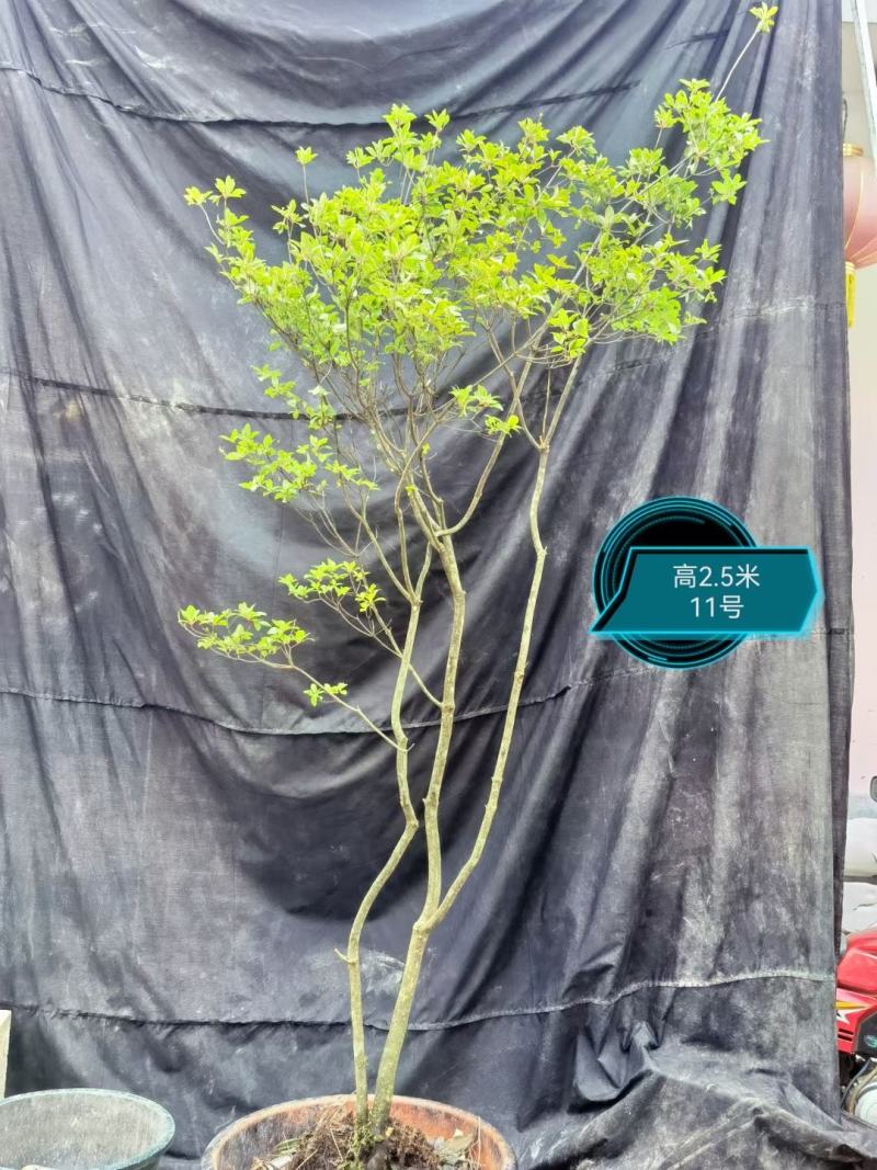 灯台树