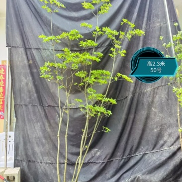 灯台树