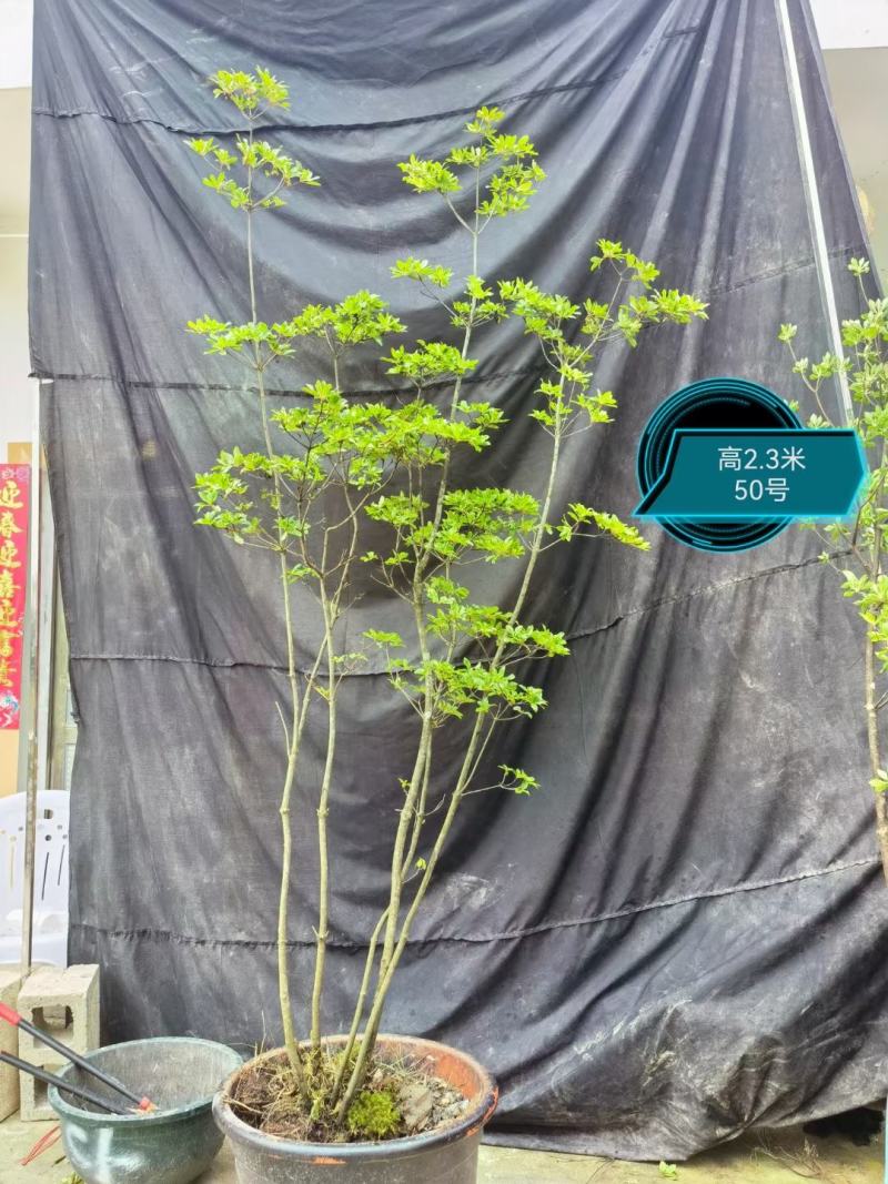 灯台树