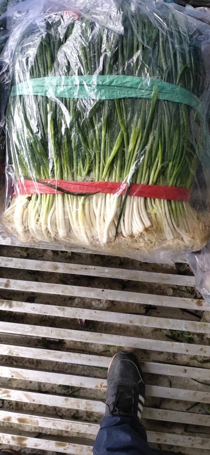 代卖，云南香葱，出售邯郸小葱，经营四季蔬菜，量大从优