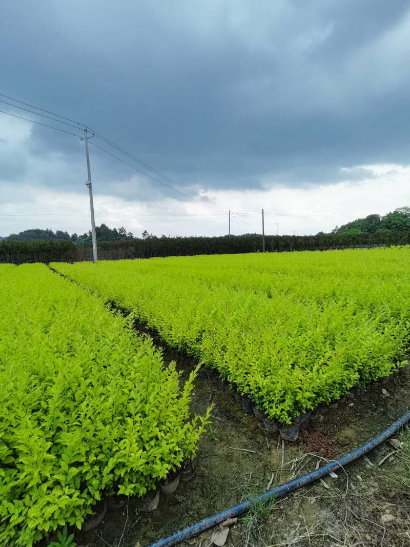 产地供应金冠女贞杯苗量大从优基地批发免费技术指导欢迎咨询