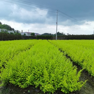 产地供应金冠女贞杯苗量大从优基地批发免费技术指导欢迎咨询