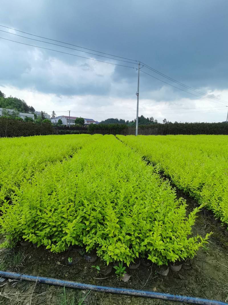 产地供应金冠女贞杯苗量大从优基地批发免费技术指导欢迎咨询