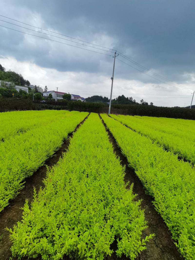 产地供应金冠女贞杯苗量大从优基地批发免费技术指导欢迎咨询