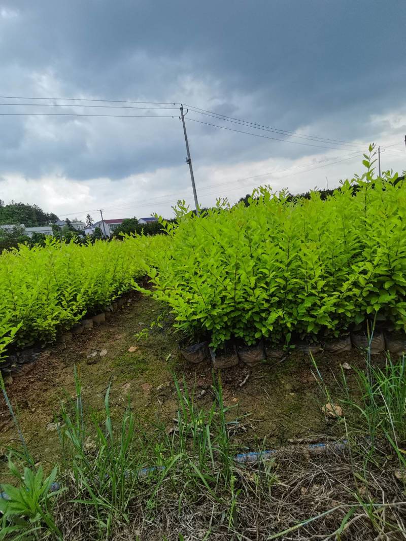 产地供应金冠女贞杯苗量大从优基地批发免费技术指导欢迎咨询