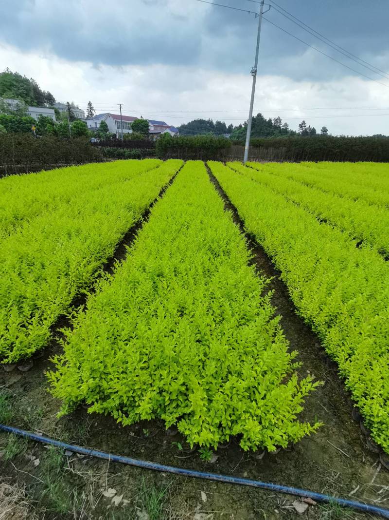 产地供应金冠女贞杯苗量大从优基地批发免费技术指导欢迎咨询