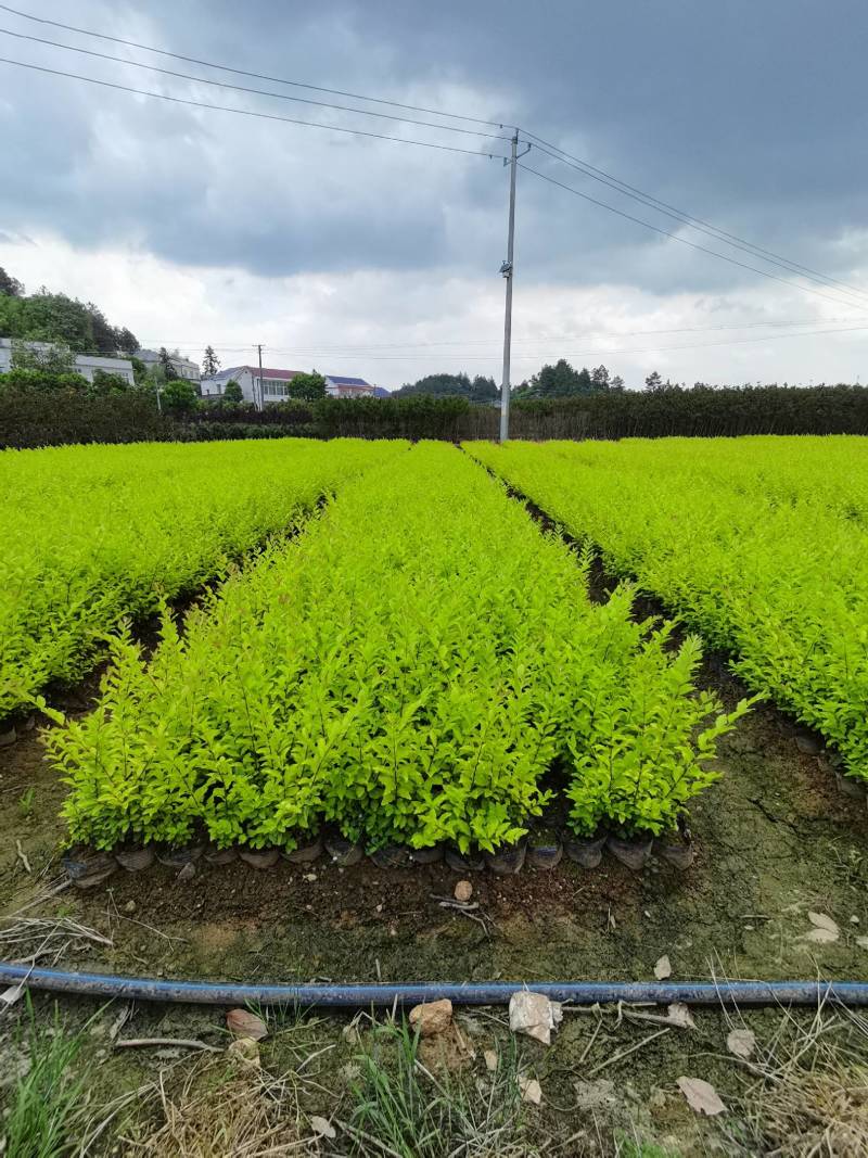 产地供应金冠女贞杯苗量大从优基地批发免费技术指导欢迎咨询