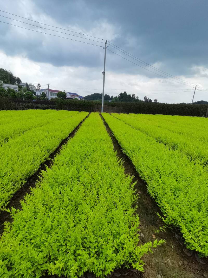 产地供应金冠女贞杯苗量大从优基地批发免费技术指导欢迎咨询