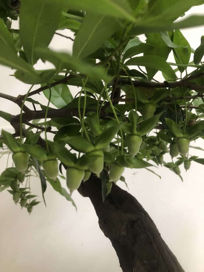 金弹子盆景长柄大红花生果