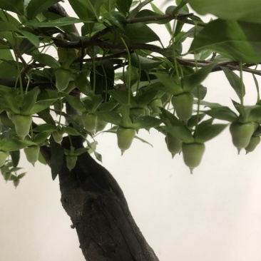 金弹子盆景长柄大红花生果